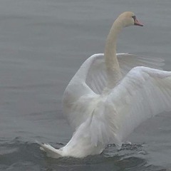 gözleri içine düşmüş kırık bi kukla gibiyim.