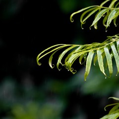 Borneo rainforest - Calm Rain