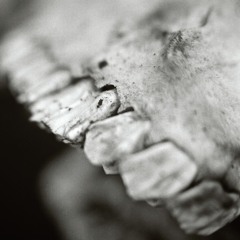 I, Parasite - Hush - Österlanden