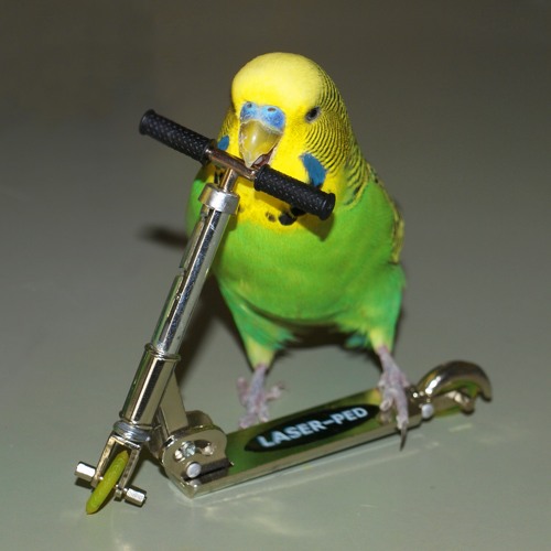LYK