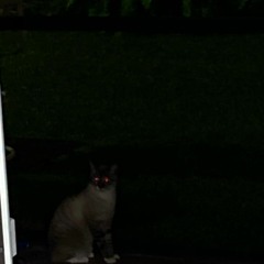 BLACK CAT FT. FOREIGN BURIAL