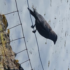 Crows are drumming