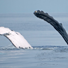 Maui humpback song: Feb. 25, 2025
