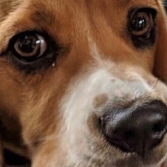 PREMIERE: Jesusdapnk - Roman The Wind Chaser [Gents & Dandy’s Records]