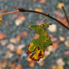 Homework #4 Deep Autumn