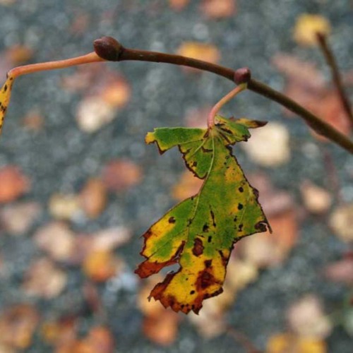 Homework #4 Deep Autumn