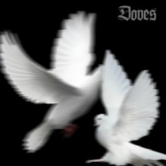 Doves (Canty)