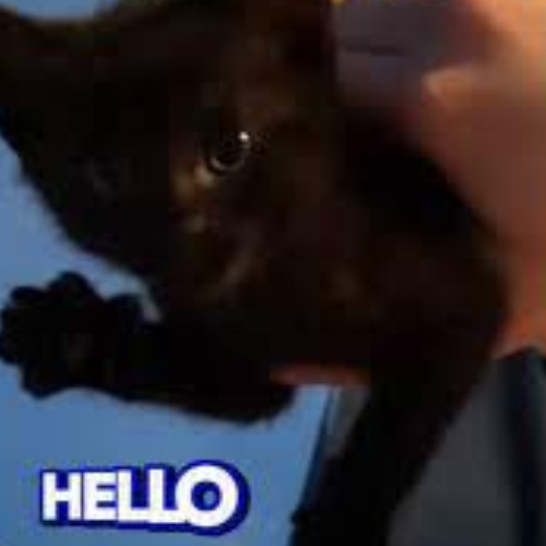 Hello Cat Composition