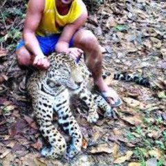 New Full video onca mata caseiro onca mata homem portal zacarias