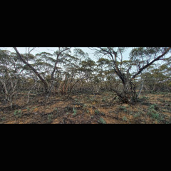 2025.11.22 Thunderstorm Arriving. Mallee Country. Late Spring. (MP3)