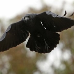The Raven (drop)
