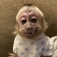 Oscar, o Macaquinho