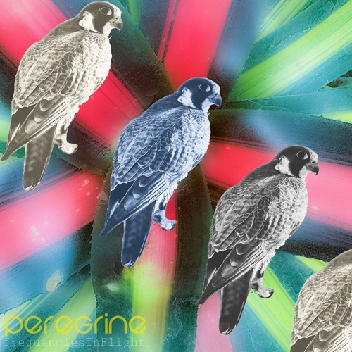 peregrine