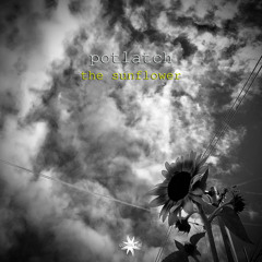 The Sunflower