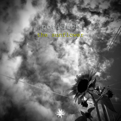 The Sunflower