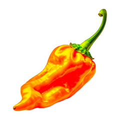Habanero - Tekno
