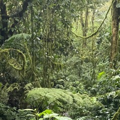 Birds and Rain in Cloud Forest Costa Rica