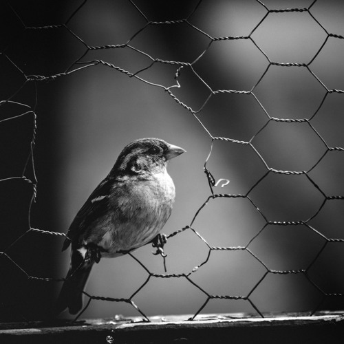 a bird with the blues