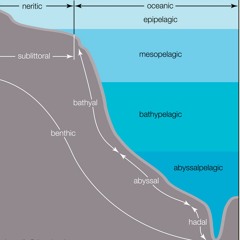 A Book of Depths - V Hadopelagic