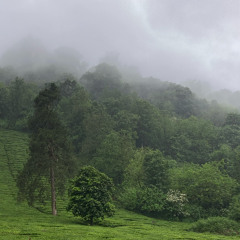 teahouse.