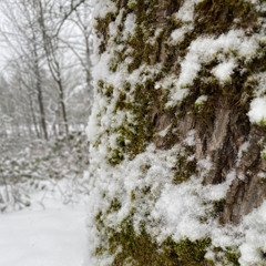 Winter - SBJ9