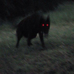PREDATOR (Super Slowed)