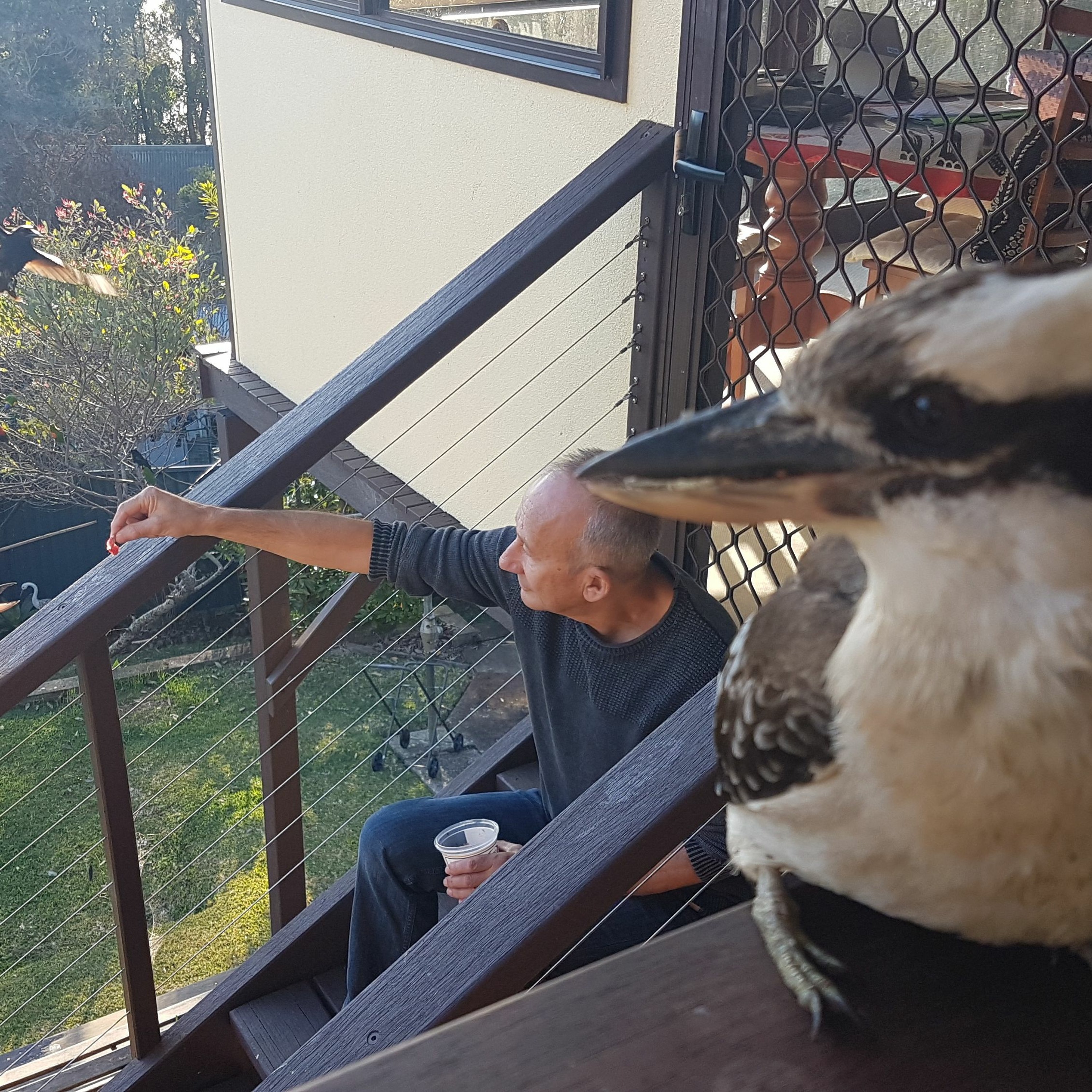 Science for the birds: a chat with leading ornithologist Professor Les Christidis episode artwork