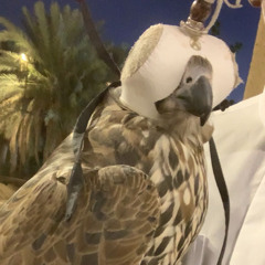 ‎⁨🌷طير المعازيب⁩.