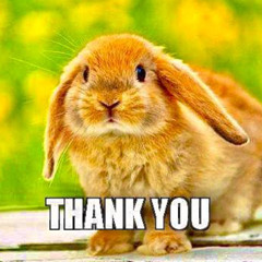 5:49 am Jan 1st 2025 Rabbit at My Door