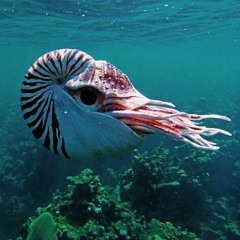 test track 1 Ammonia