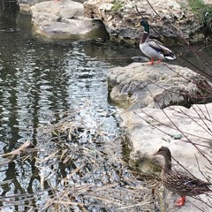 dans la marre aux canards