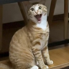 Battle cats ft. zyair (prod. Ahntaemin)