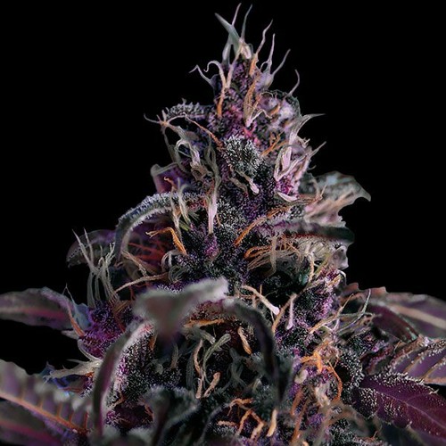 Hucci - Vision (feat. Dom Sebastian) (Slowed)