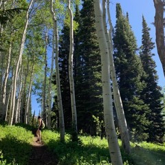 Teton aspen grove soundscape