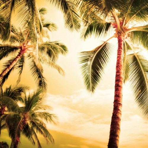AnuchinAnue best background FREE DOWNLOAD