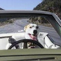 Dogs In A Car Song