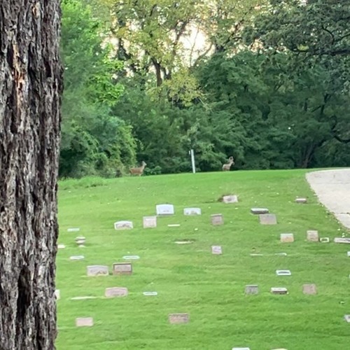 swingset cemetery (scrapped b-side)