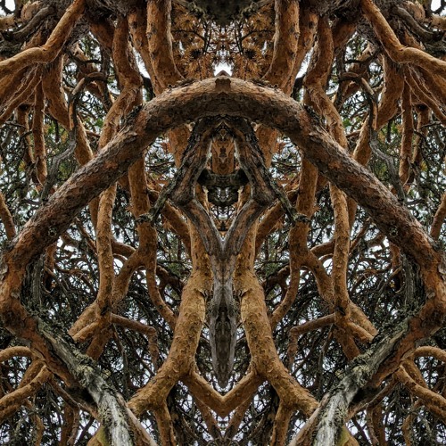 Deep Forest Mix for Visionary Shamanics Records Podcast [Link in description]