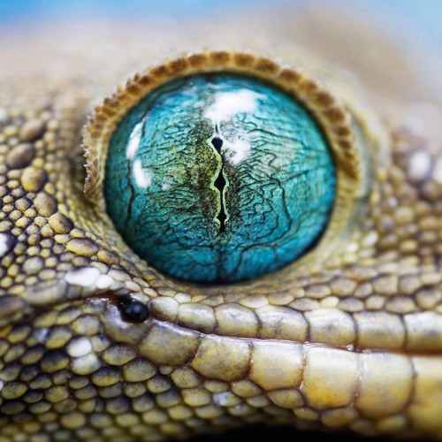 EPOILAC SDRAWKCAB - Scott Moon