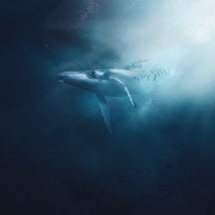 Calling Back The Light