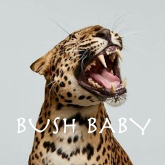BUSH BABY