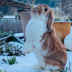 HOP