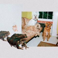 Жабы, якія забіваюць кракадзілаў, і сабачкі з вокладкі Vogue