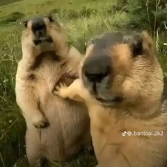 2IN1 NGOI SAO LE LOI - REMIX