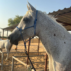 عيضه المنهالي - خيل فرسانك ☄️