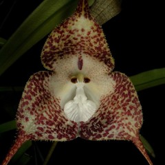 Devil Orchid (160) [Released by Dark Beginners V/A]