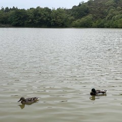 Duck pond