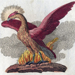 Phoenix Rising