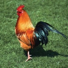 The New Church You Go To (Chickenfucker903 Cover)