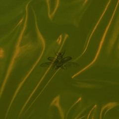 Insects